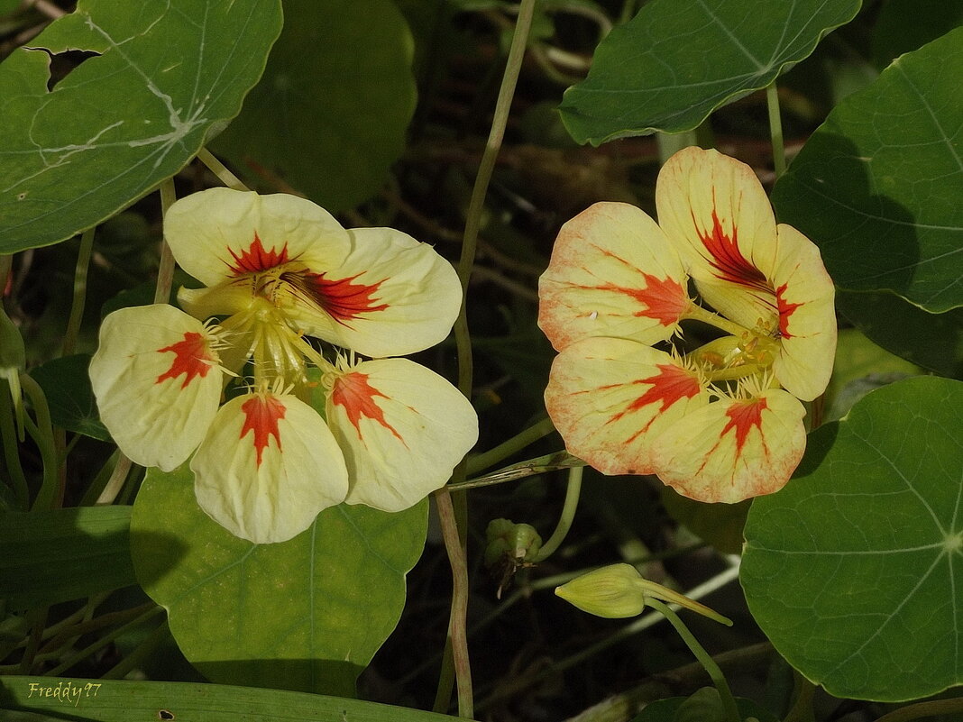 Настурция - Freddy 97 Настурция - Freddy 97