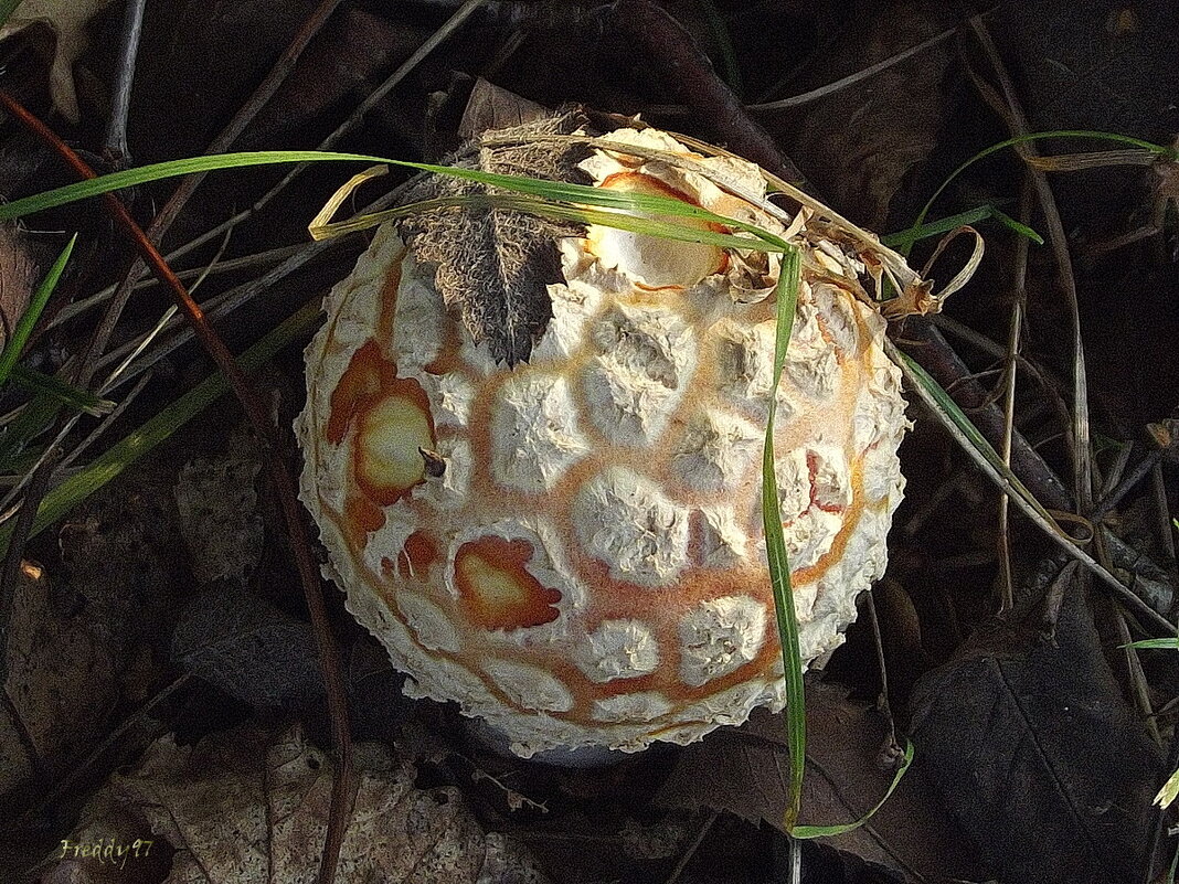 Модная шляпка - Freddy 97