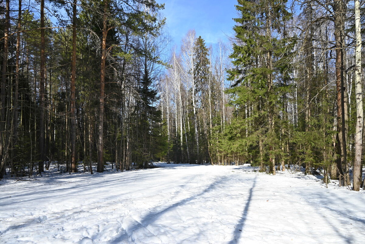 Весна в лесу наступает... - ВикТор Быстров