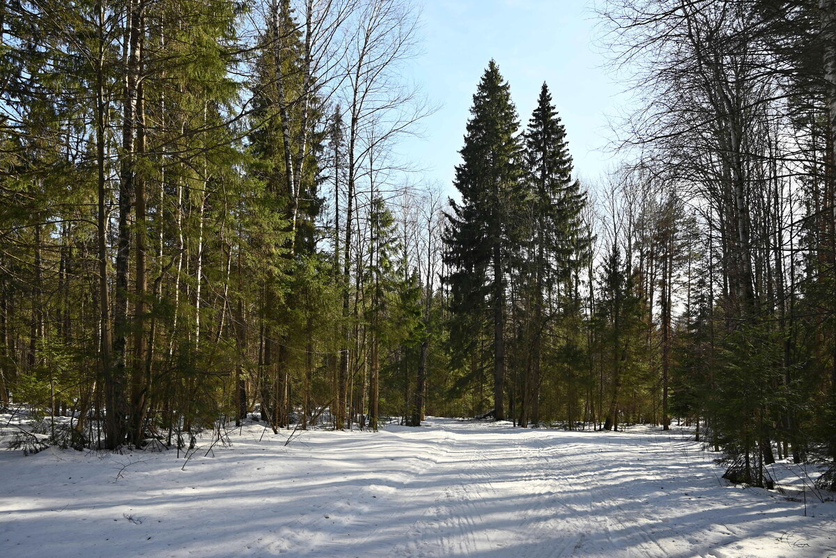 Весна в лесу. - ВикТор Быстров