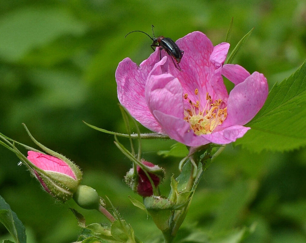 Спасибо этому дому, пойду к другому. - Олег 