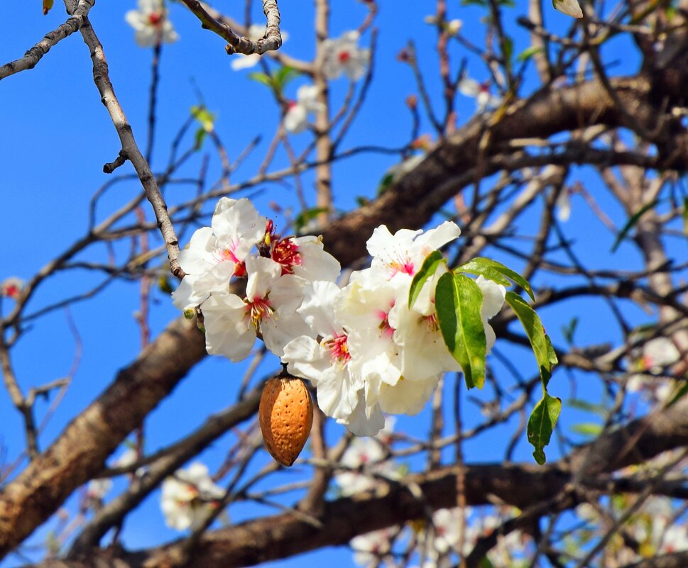Цветение миндаля - Олег Цветение миндаля - Олег