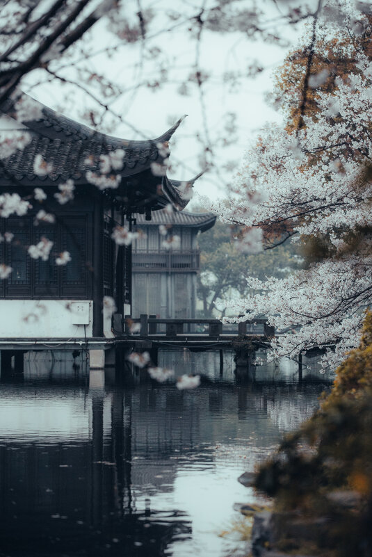 Сезон цветения вишни в Ханчжоу - Дмитрий 