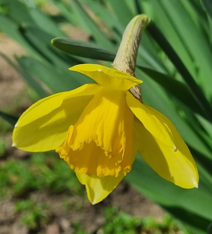 Первый нарцисс - Наталья 