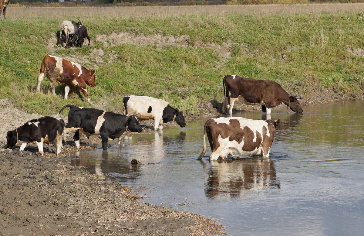 Водопай - Андрей Катков Водопай - Андрей Катков