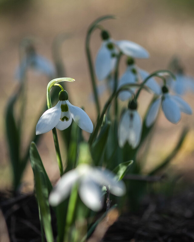 Мои подснежники - Елена Ахромеева