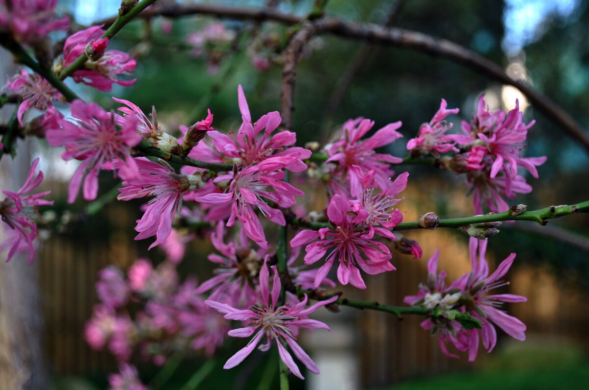Сакура цветёт .. - AleksSPb Лесниченко