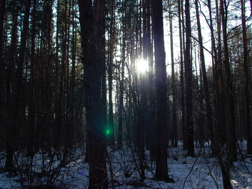Лейка 2002 года выпуска. - Михаил Елочкин