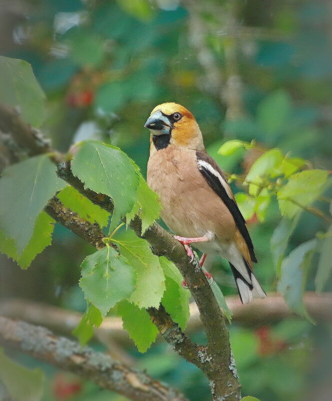 прилетал дубонос... - Andrey Bragin 