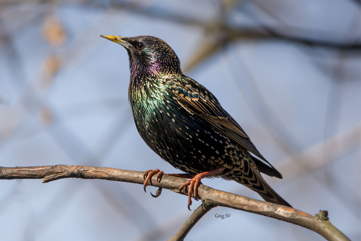 Скворец - Светлана Григорьева