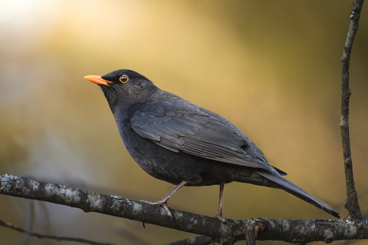Чёрный дрозд - Максим Вышарь