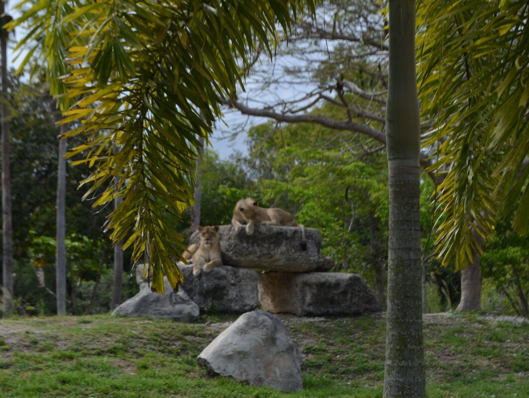 Семейство - Таня Фиалка