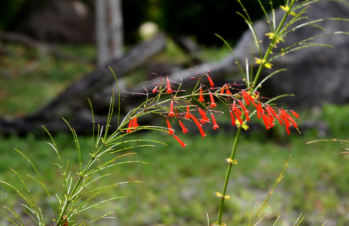 Природа зоопарка - Таня Фиалка