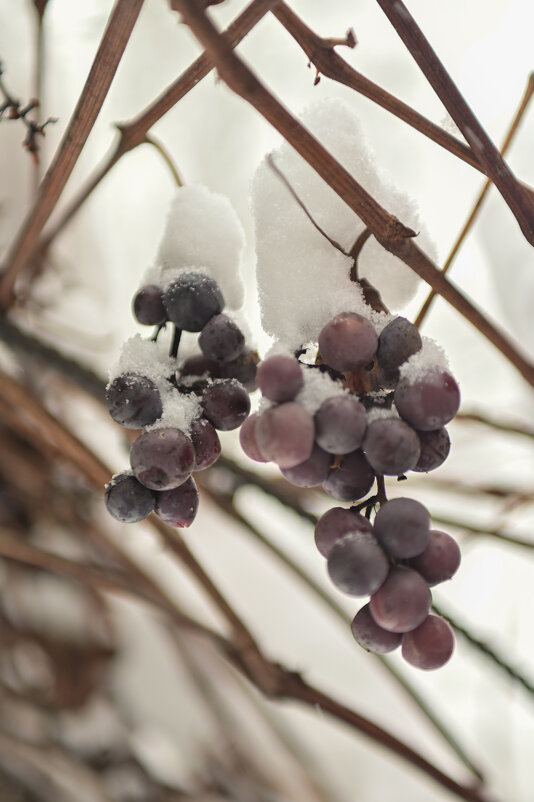 в - Константин Сафронов
