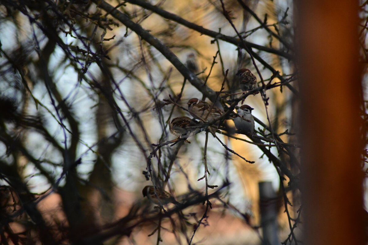 В - значит воробьи - Константин Сафронов