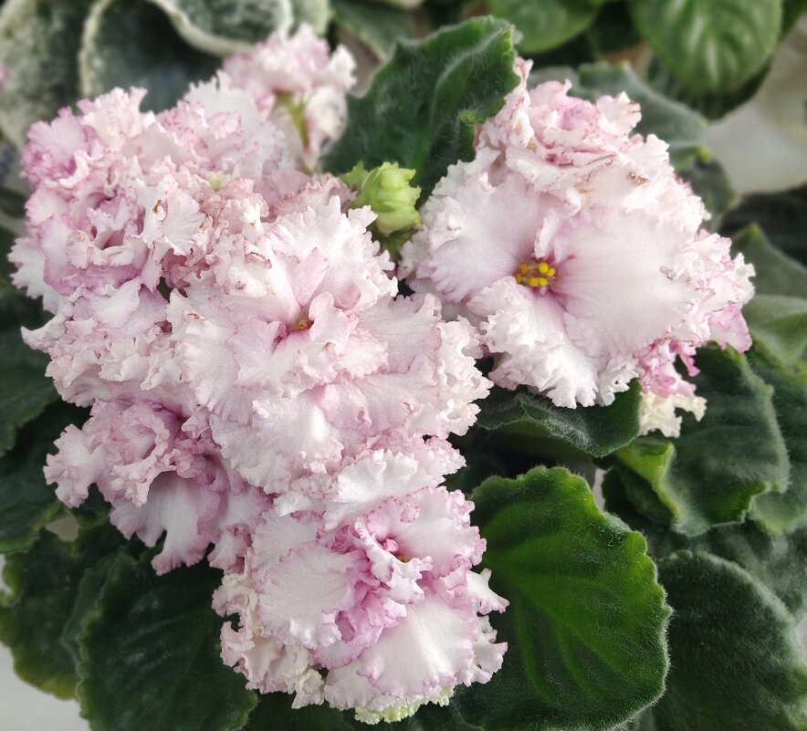 Фиалочка - Елена Сухорученкова