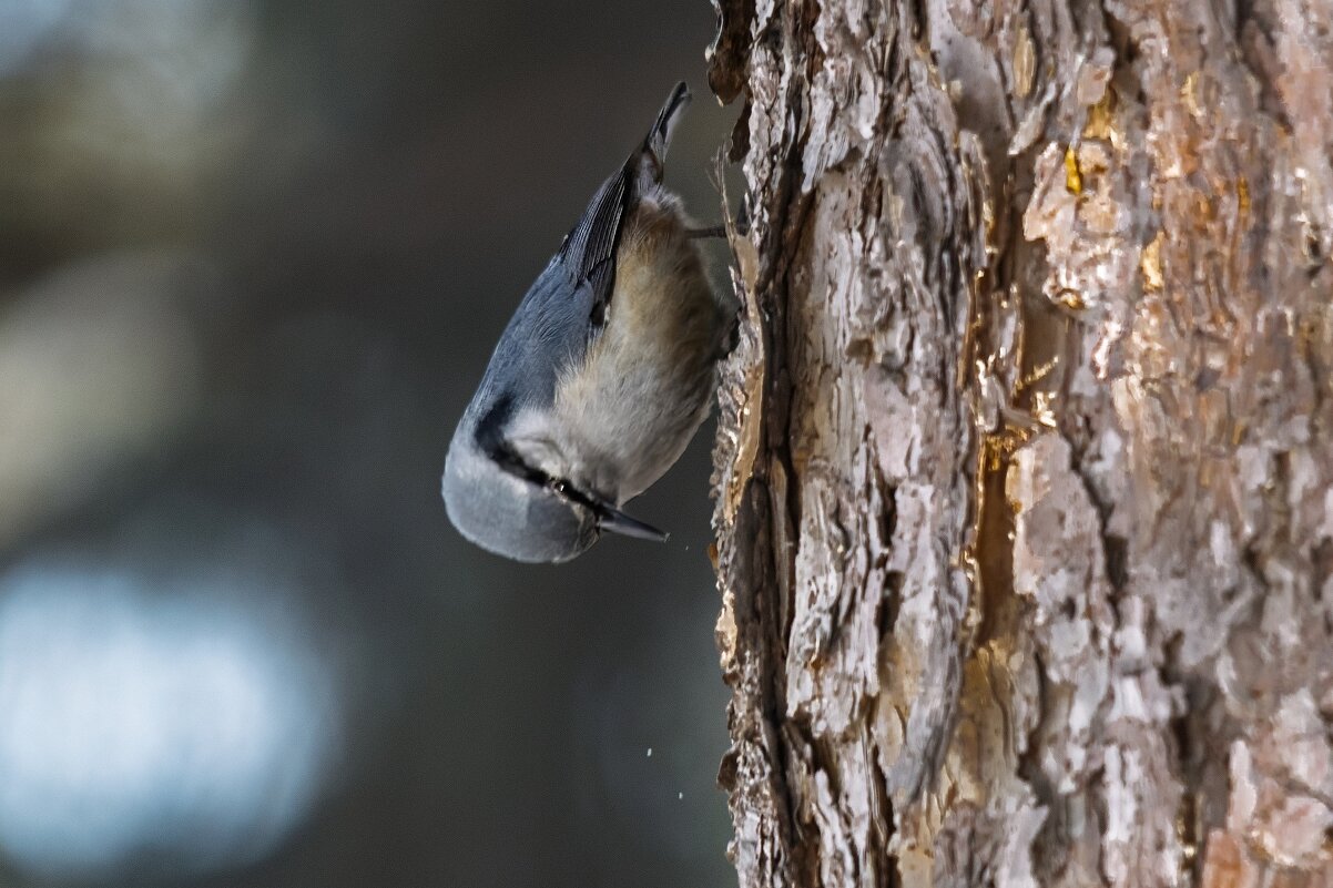 Поползень - Виктор Иванович Чернюк