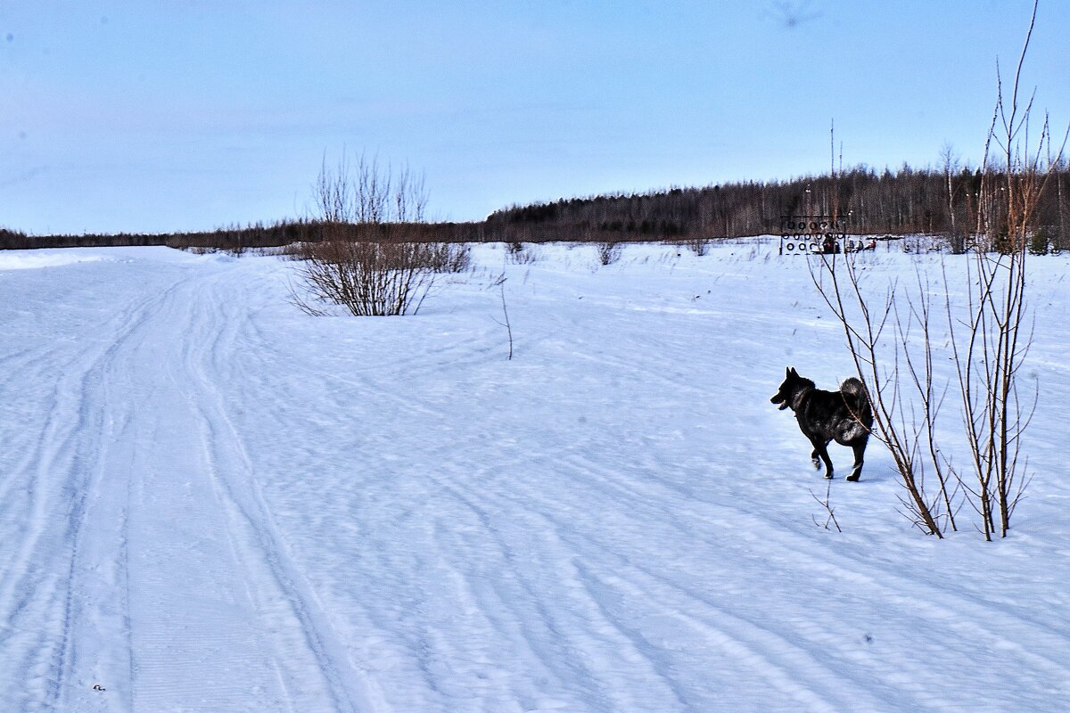 Март...Пес- добытчик и охотник! - Владимир 