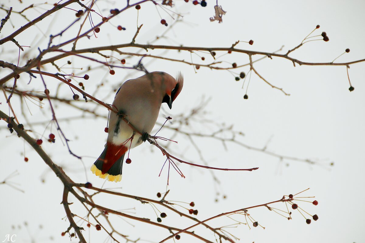 Мне с верху видно всё.. - Любовь Сахарова