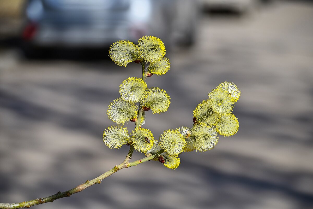К Вербному воскресенью готовы - Валерий Иванович