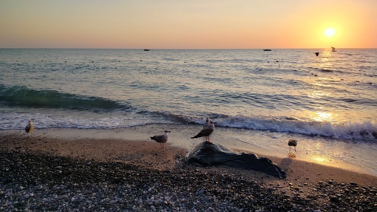 Пейзаж с чайками - Олег Денисов