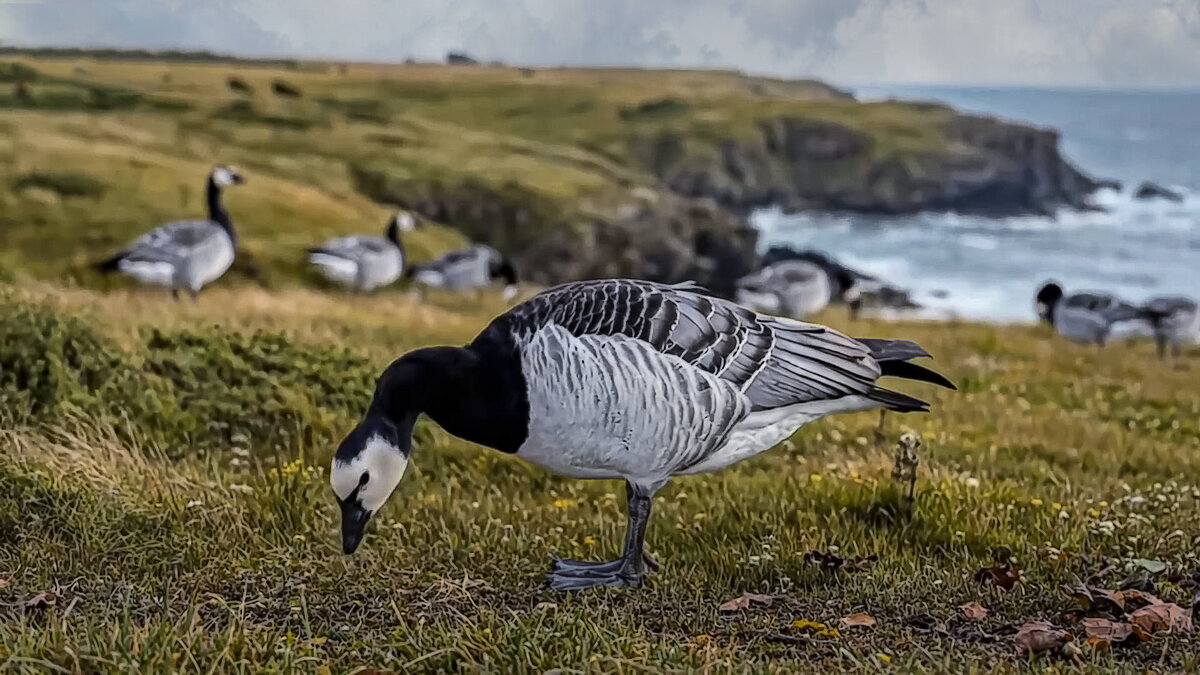 Белощёкая казарка - Aleksey Afonin
