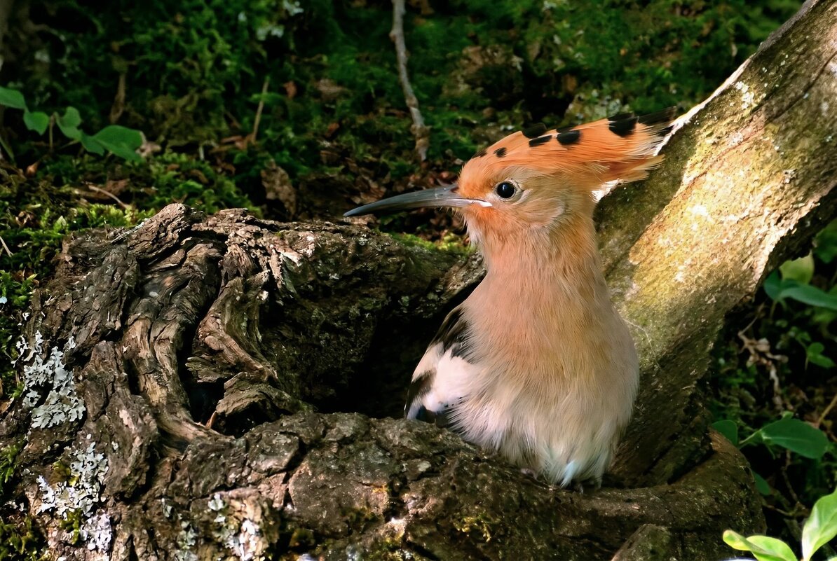 Удод (молодой ) - Владислав Иопек