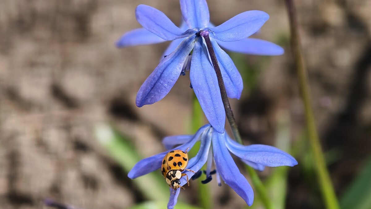 Весной - Мариша Тим