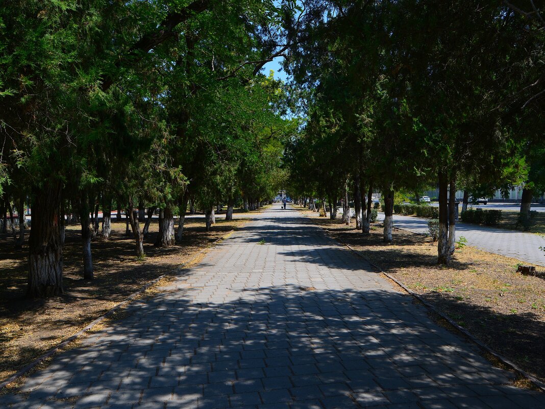 Керчь. Аллея сквера Лётчиков летом. - Пётр Чернега