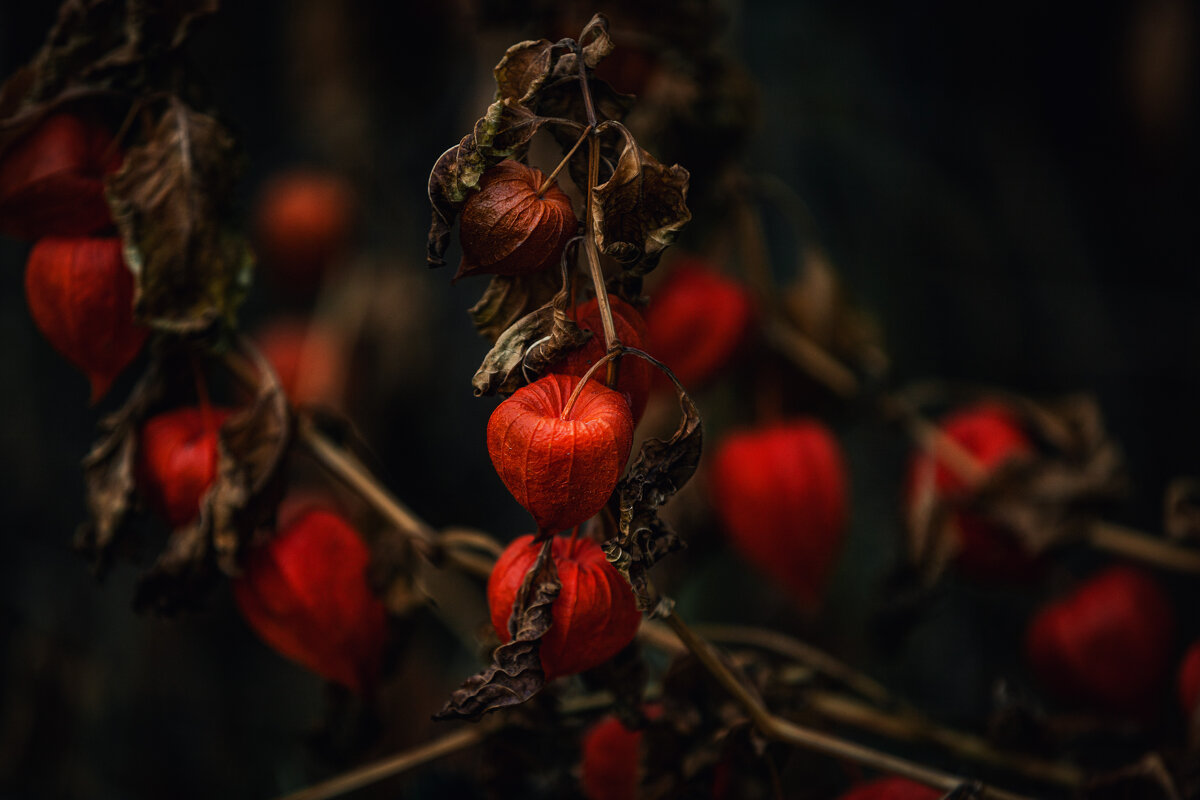 Физалис - Ирена Цурпал