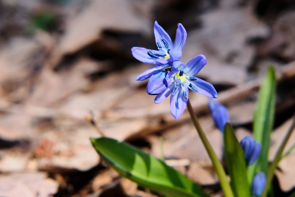 Весенние картинки ... - Ravile 