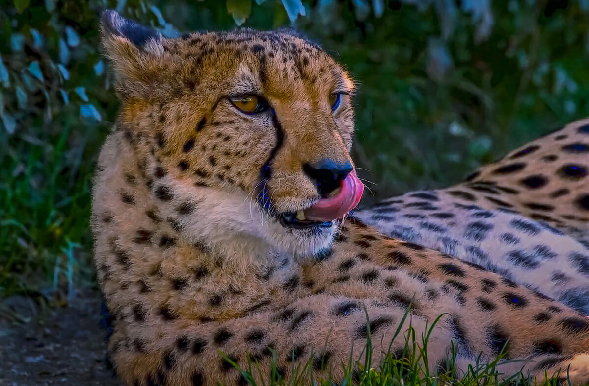 Гепард - Aleksey Afonin