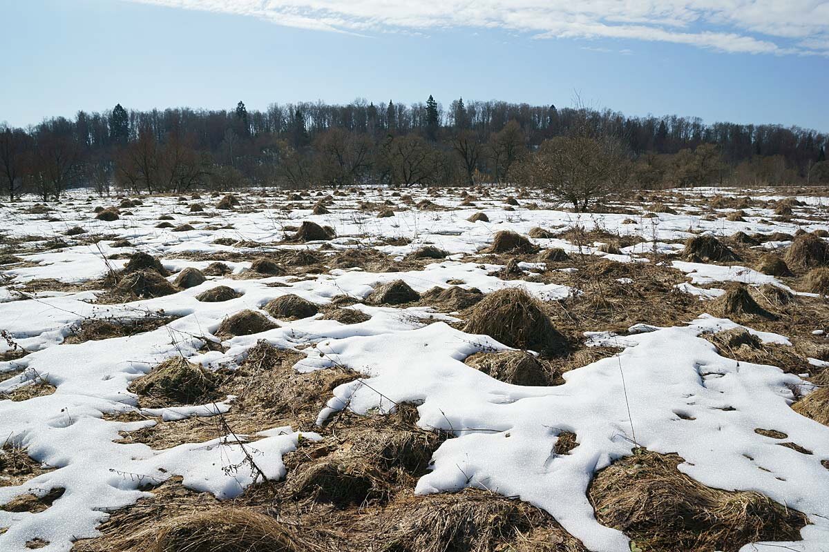Последний снег в долине Протвы - Сергей Курников