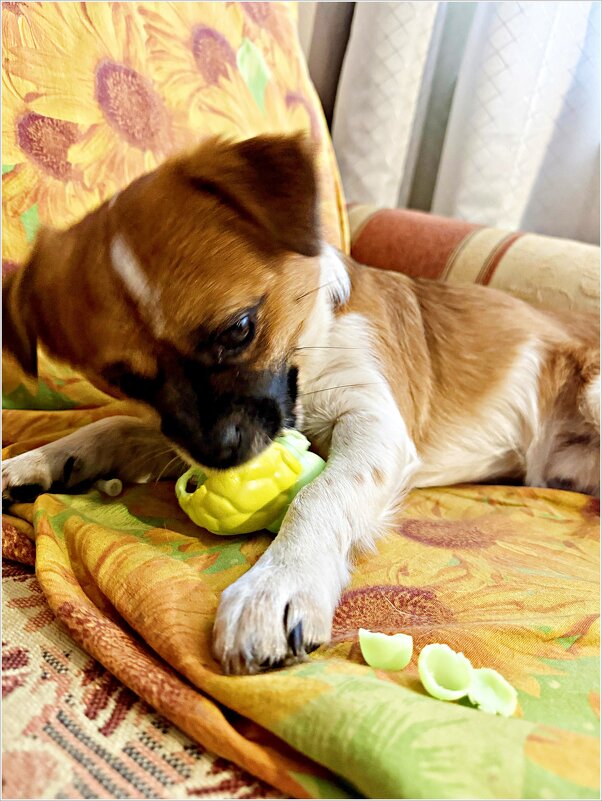 Осталось отгрызть последнюю лапку. - Валерия Комова