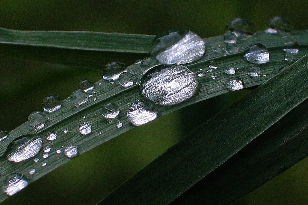Капли росы - Владимир Гришин