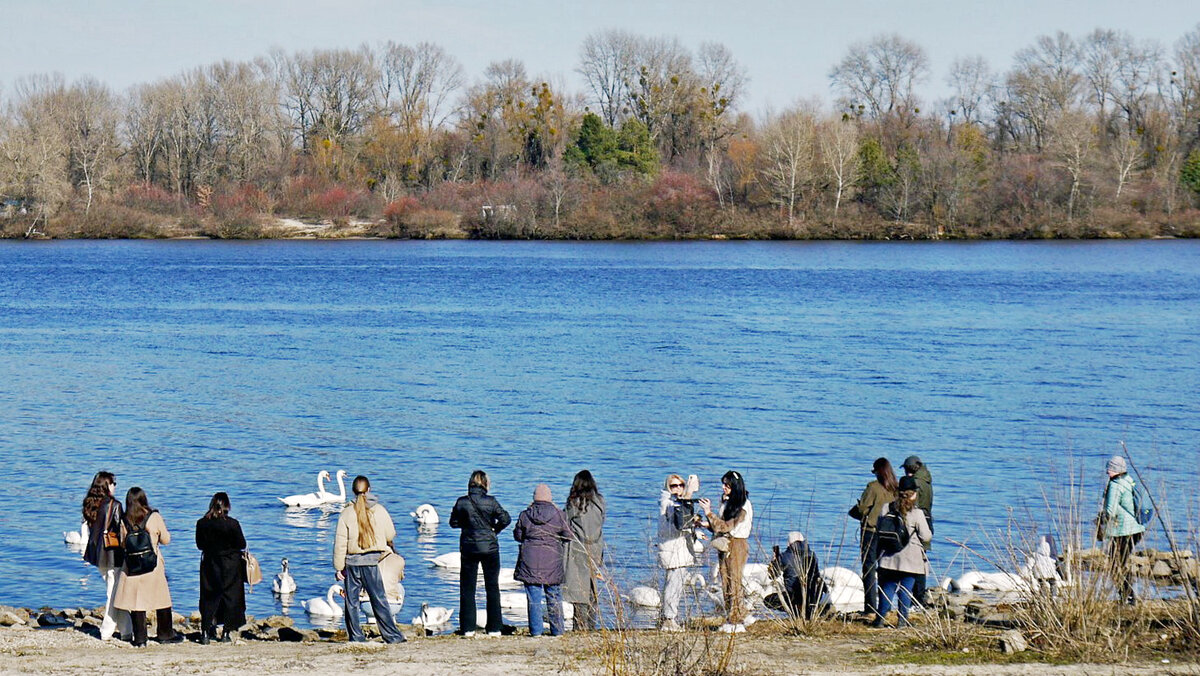 Сегодня запланирована встреча с лебедями - Alexandеr P