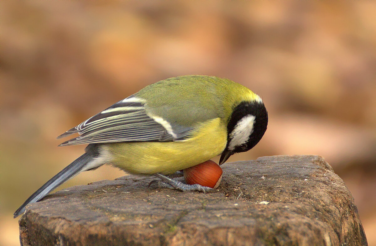 Синица и орех - Вячеслав Минаев