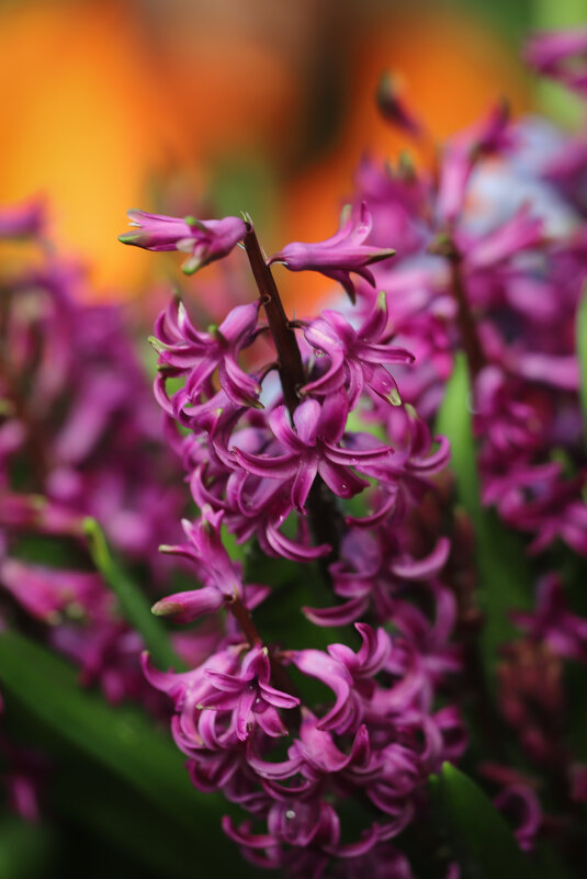 Гиацинт - Игорь Шевченко