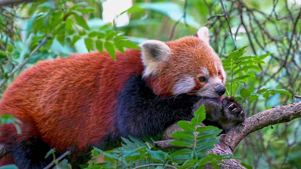 гималайская красная панда - Aleksey Afonin