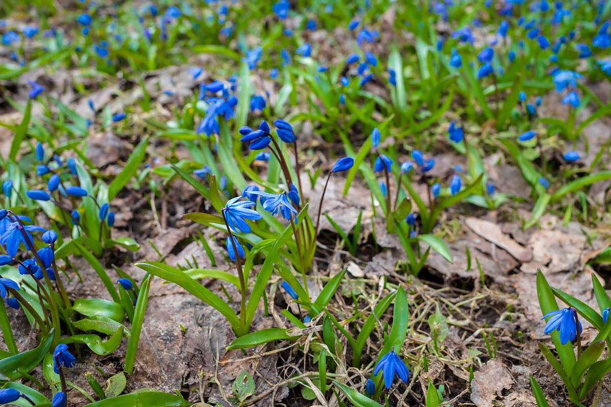 Зацвели пролески - Александр Синдерёв Зацвели пролески - Александр Синдерёв