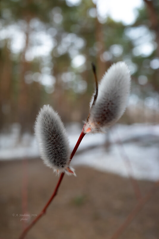 Верба макро - Александр Синдерёв Верба макро - Александр Синдерёв