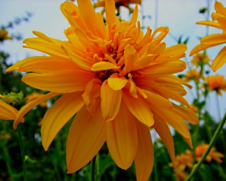 Солнечный... - Галина Кузьмина