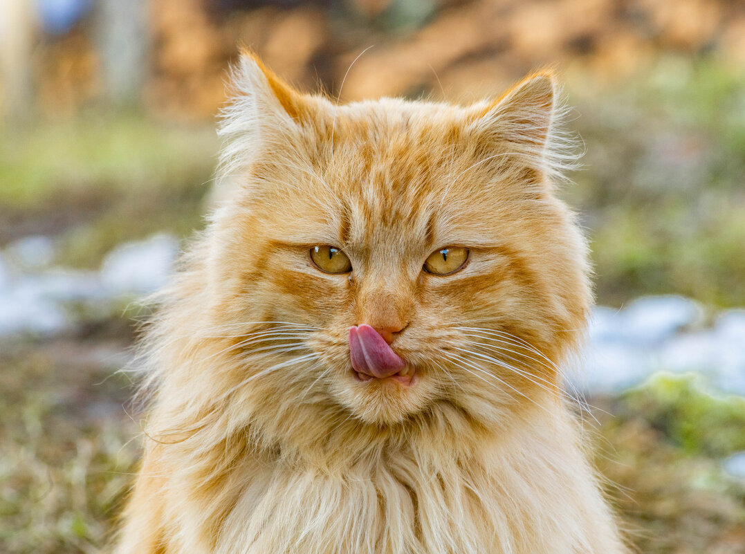 Рыжик - Екатерина Счасная