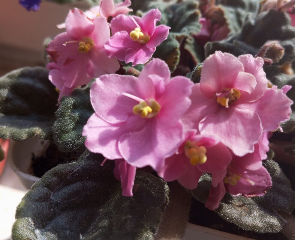 Моя фиалка - Елена Семигина