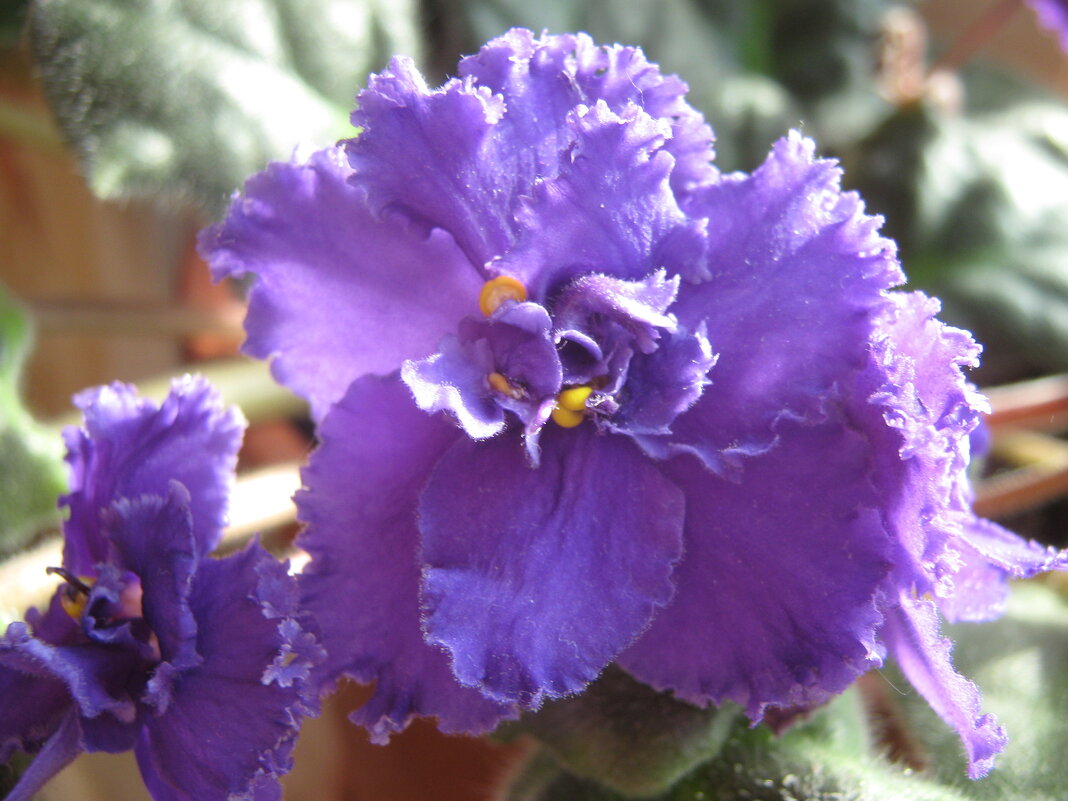 Фиалка - Елена Семигина