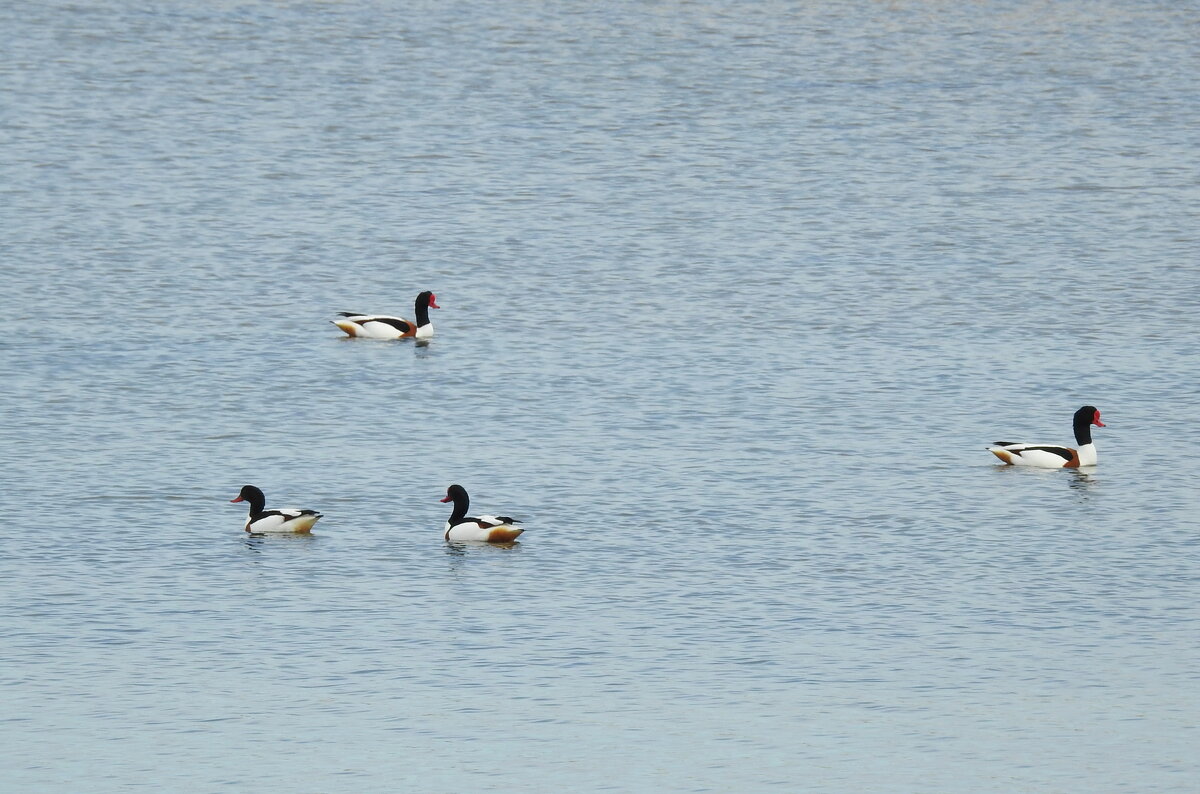 пеганки на море - ИННА ПОРОХОВА