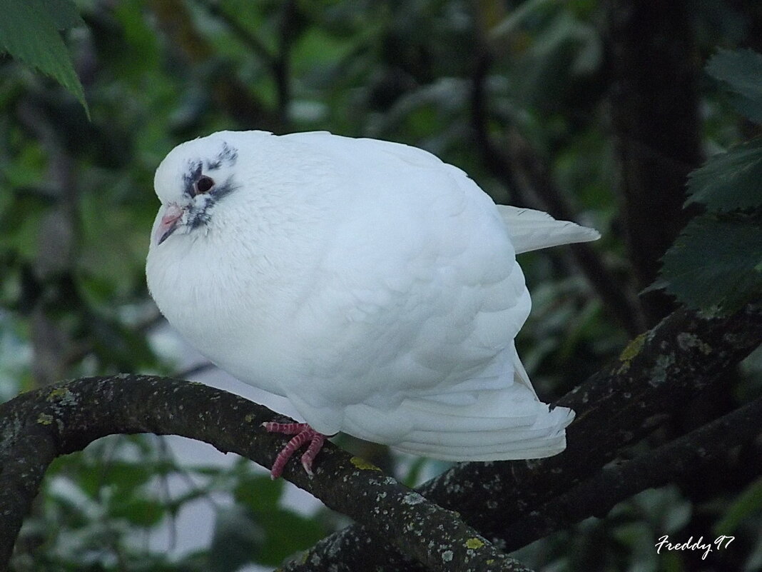 Белый голубь - Freddy 97