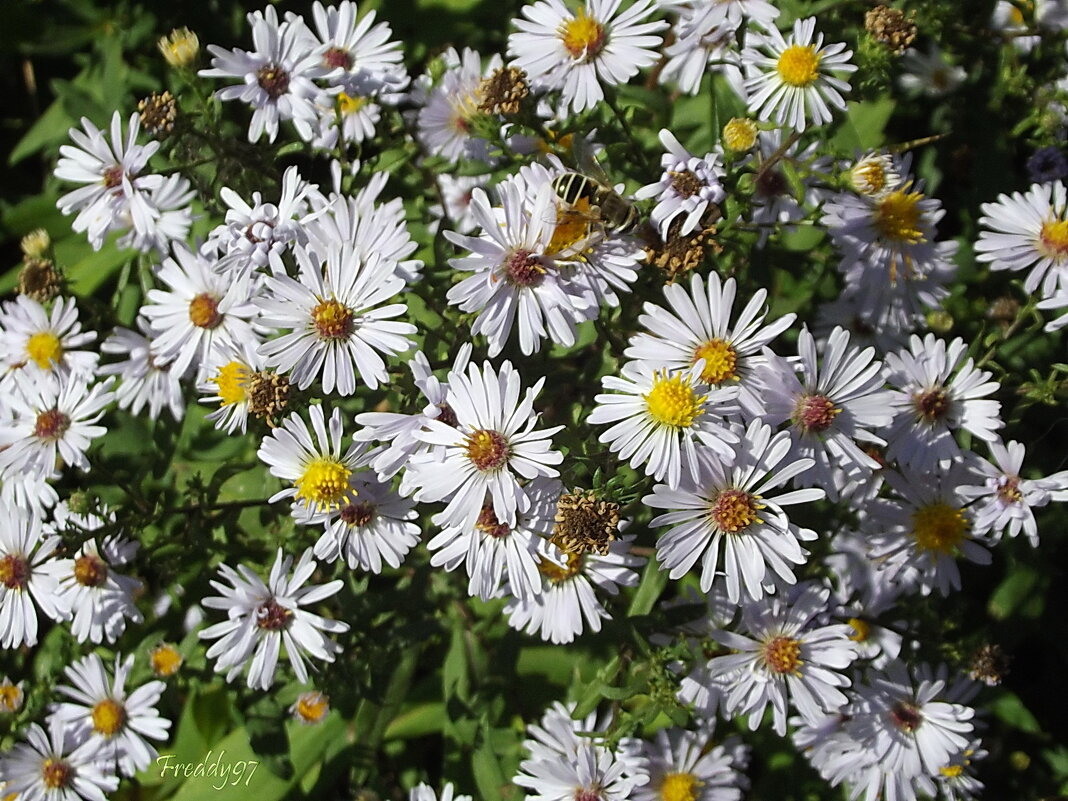 Сентябринки - Freddy 97