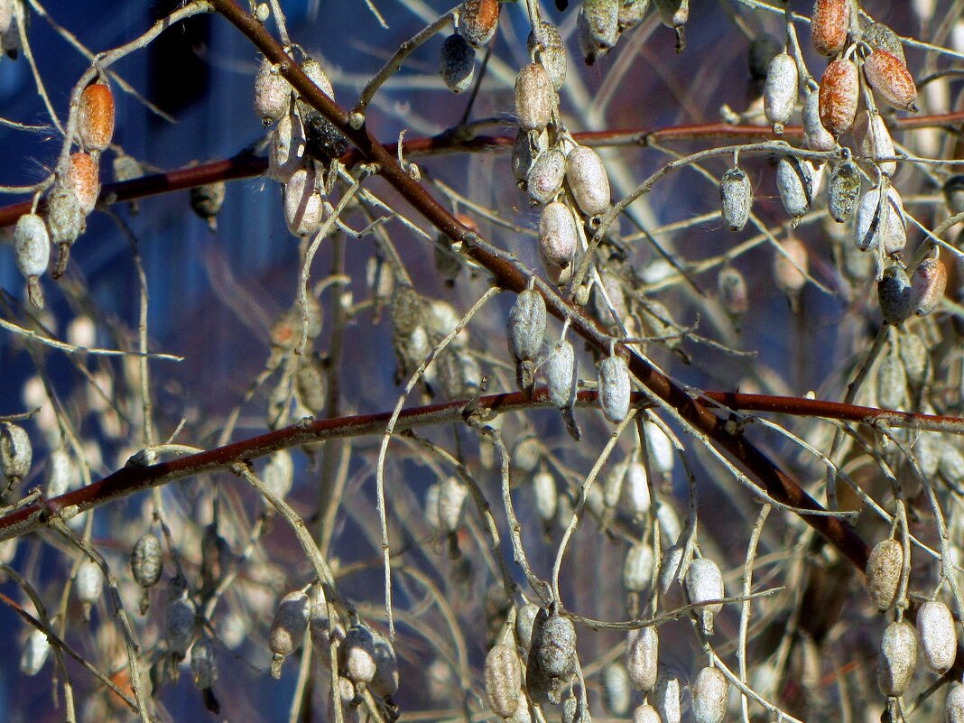 ..перезимовавшие плоды лоха... - galalog galalog ..перезимовавшие плоды лоха... - galalog galalog