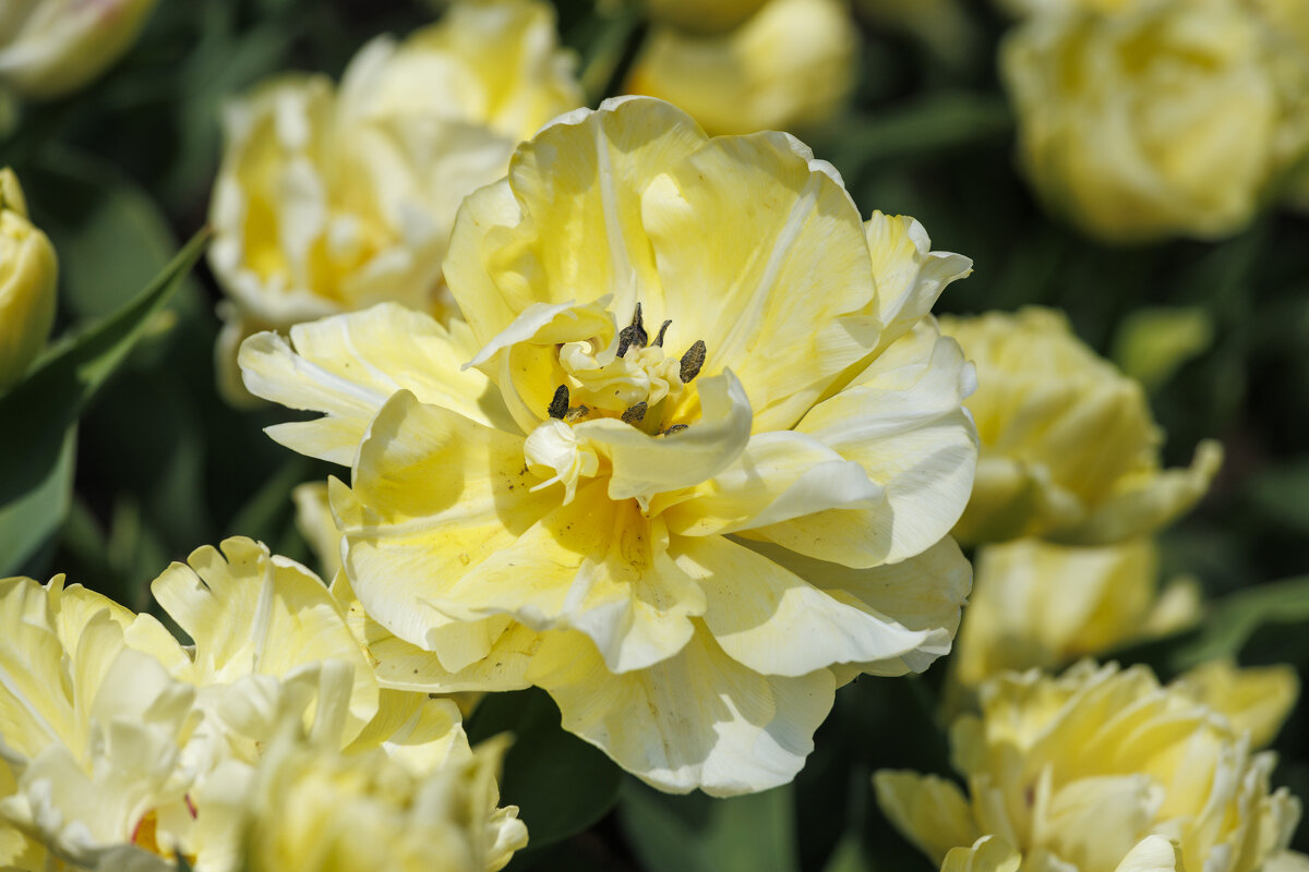 Время тюльпанов - Светлана Тихонина Время тюльпанов - Светлана Тихонина